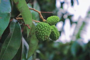 青荔枝幼果挂枝头