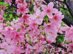 春日枝头粉花盛放