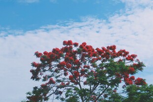 蓝天红花树木景致