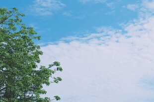 蓝天绿树