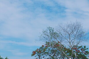 浅蓝晴空下的树梢