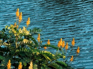湖畔黄花水景