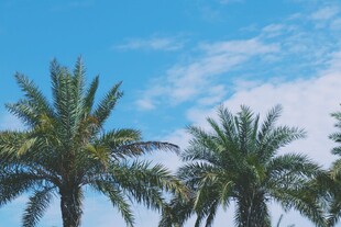 晴空下的棕榈树