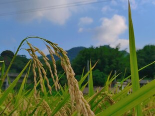 稻田丰收山野风光