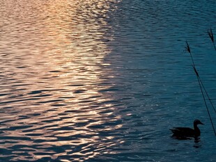 夕照湖面水鸟游