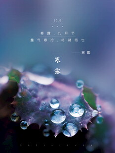 寒露海报叶上晶莹露珠特写