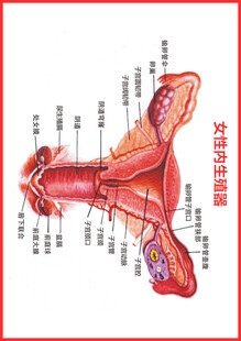 女性解刨图