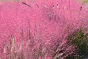 粉黛乱子草粉色花海