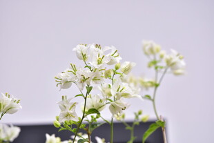 清新朦胧白花静物
