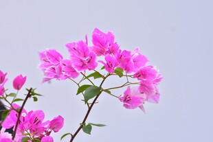 玫红三角梅花枝特写