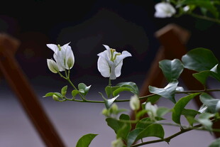 柔焦白色三角梅花枝