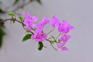 柔焦紫色花枝