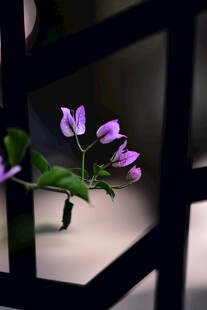 窗边紫花小景