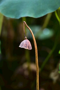 柔焦粉紫钟形小花