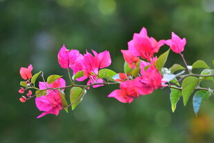 艳丽三角梅花枝