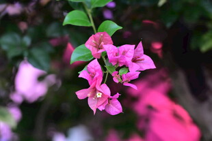 柔焦粉紫三角梅