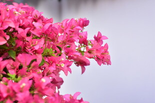 春日粉嫩花三角梅特写