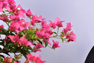 粉色三角梅花枝