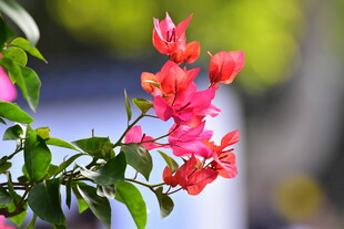 红色三角梅花枝特写