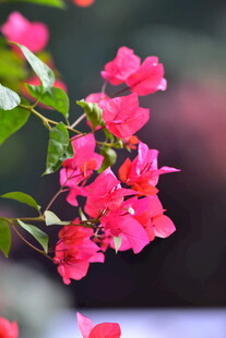艳红三角梅花卉特写