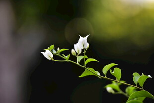 柔焦白花枝清新小景