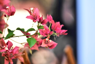 玫红三角梅花枝特写