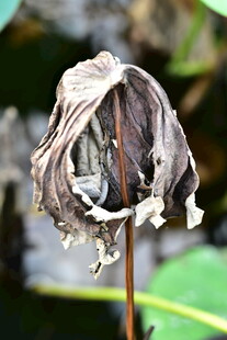 干枯残叶特写
