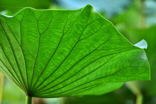 翠绿荷叶特写