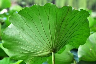 翠绿荷叶特写