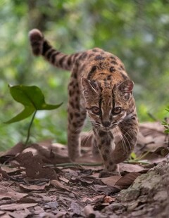 豹猫