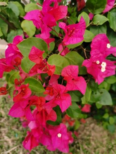 艳丽三角梅花卉特写