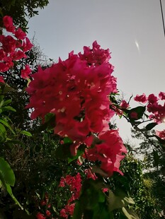 盛放的红色三角梅