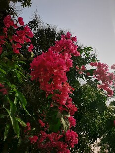 盛放的艳红三角梅