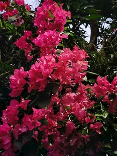 艳红三角梅盛开花丛