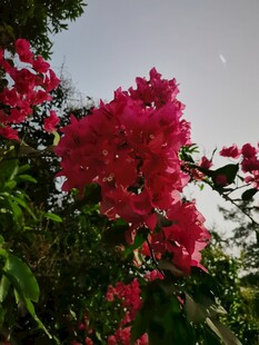 盛开的红色三角梅