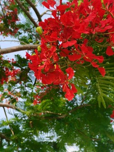 凤凰花