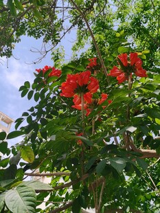 枝头盛放红色火焰花