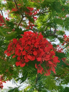 凤凰花盛放枝头