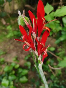 红色美人蕉花