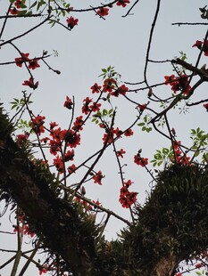 春日枝头红花仰拍