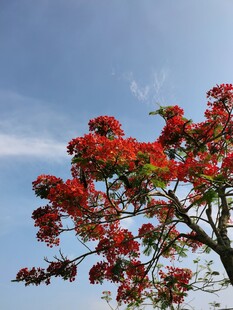 晴空下的红花树
