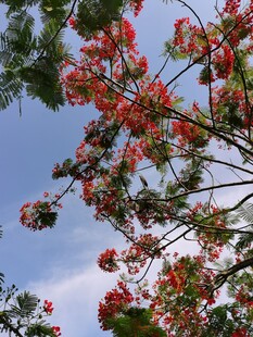 蓝天映衬红花花枝