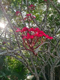 林间红花盛放