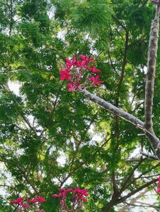 绿树丛中红花点缀
