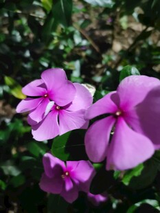紫色长春花特写