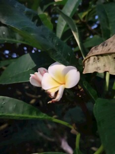 绿叶间的鸡蛋花