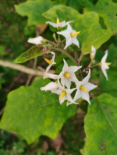 山野白色星状小花