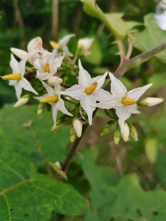 山野白色星状花簇