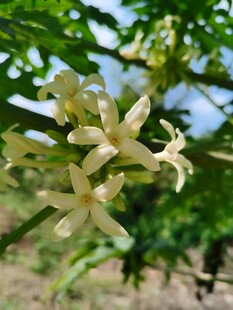 枝头淡色星状小花
