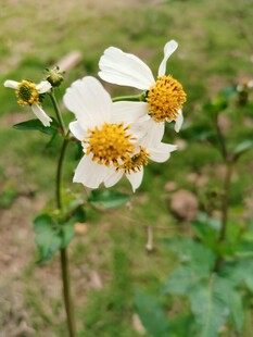 户外清新小白花